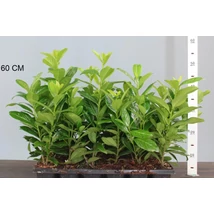 Prunus laurocerasus 'Novita' – Novita babérmeggy Cs11 40/60