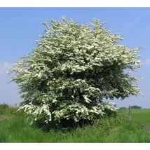 Crataegus Monogyna Variegata - Egybibés galagonya K25 150-200