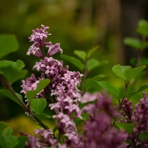 Syringa meyeri Palibin - Törpeorgona 60-70
