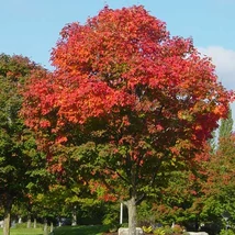 Acer truncatum x platanoides ’Pacific Sunset’  - Skarlátvörös őszi lombszínű hibrid juharfa K50 200 