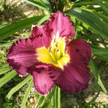 Hemerocallis Silent Sentry- Sásliliom K2