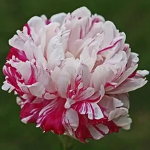 Paeonia lactiflora 'Candy Stripe' – Illatos bazsarózsa 3l