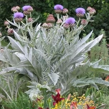 Cynara cardunculus - Ezüst kardon CS14