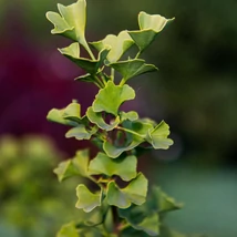 Ginkgo biloba - Páfrányfenyő különleges díszfa 60/100 K4,5