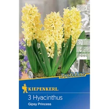 Kiepenkerl Hyacinthus Gipsy Priness jácint virághagymák 3db