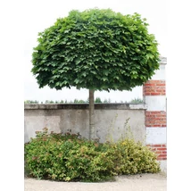 Acer platanoides 'Globosum' - Gömbjuhar K20 8/10 T 200-220