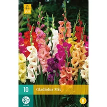 Jub Holland Kardvirág Gladiolus mix 10db
