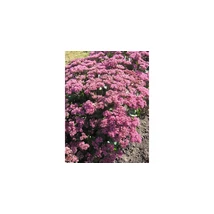 Sedum telephium Red Globe  - Varjúháj D14