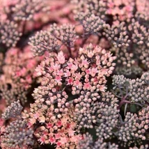 Sedum telephium  Globe Pink - Varjúháj D14