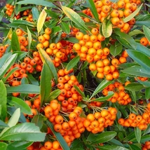 Pyracantha coccinea 'Orange Glow' - Tűztövis világos narancs K2L 60/80