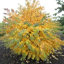 Cercidiphyllum japonicum 'Glowball' – Japán júdásfa K35 8/10 T180