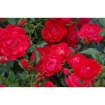 Rosa 'Rubinia' - Talajtakaró rózsa K1,5 20-30