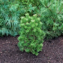 Pinus mugo 'Gnom' - Havasi törpefenyő  40/60