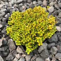 Thymus citriodorus X Archer's Gold - Citromillatú kakukkfű CS9