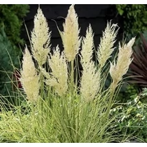 Cortaderia selloana Tiny pampa gold day2 - Törpe pampafű 20-40 C5