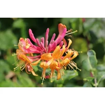Lonicera x heckrottii 'Goldflame' - Kúszólonc P15 40/60