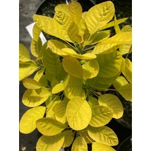 Cotinus Cog. 'Golden lady Mincojau3 PBR'  - Sárga levelű cserszömörce K5 40-60