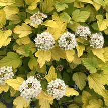 Physocarpus opulifolius 'Tiny Wine Gold' – Bangitalevelű hólyagvessző K10,5 T80