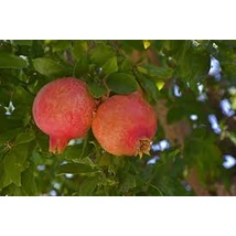 Punica granatum 'Kazake' - Gránátalma termő K2 30/50