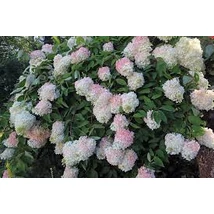 Hydrangea paniculata Grandiflora – Bugás hortenzia K5 40-60