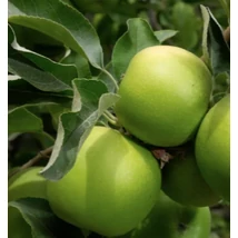 Gyümölcsfa Granny Smith alma K5