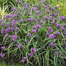 Tradescantia andersoniana JS Brainstorm - Kerti pletyka Cs15