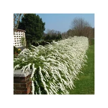 Spiraea x cinerea 'Grefsheim' - Hamvas gyöngyvessző 40/60