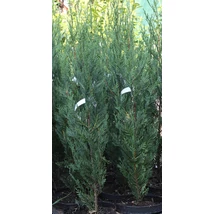 x Cupressocyparis leylandii 'Green Rocket' - Zöld oszlopos leylandi ciprus K3,5 100/125