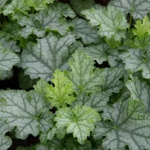 Heuchera Green Swizzle K1,5 12-20