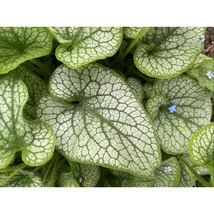 Brunnera macrophylla Alexander's Great PBR – Kaukázusi nefelejcs K2