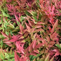 Nandina domestica 'Gulf Stream' - Japán szentfa K2-3