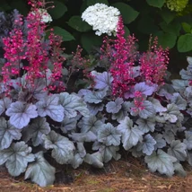 Heuchera Silver Gumdrop- Tűzeső Cs14
