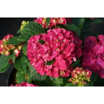 Hydrangea macrophylla grumpy - Kerti hortenzia 
