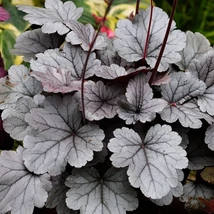 Heuchera Silver Gumdrop Tűzeső CS14