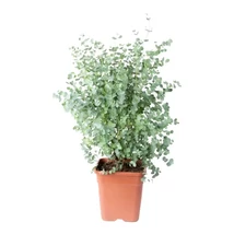 Eucalyptus gunnii BIG - Ezüst eukaliptusz BIG D30 80+