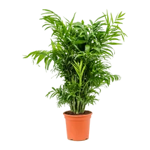 Chamaedorea elegans - Gyompálma/bambuszpálma 13cs