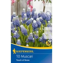 Kiepenkerl Muscari Gyöngyike Touch of Snow 10db