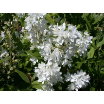 Deutzia gracilis - Karcsú gyöngyvirágcserje K3L 40/60