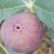 Ficus carica ‘Györöki lapos’ – Magyar fügefajta K2 35/45