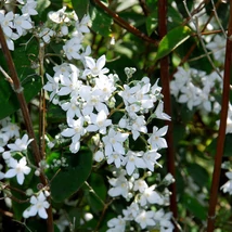 Deutzia gracilis - Karcsú gyöngyvirágcserje K3 30/40