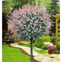 Salix integra 'Hakuro-Nishiki' - Fehér-rózsaszín tarka levelű japán fűz K2/3 TM120