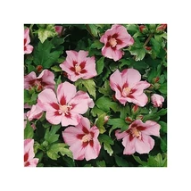 Hibiscus syriacus 'Hamabo' - Törzses mályvacserje K10,5 T60