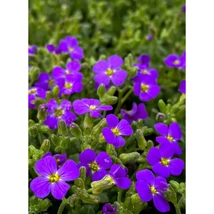 Aubrieta cultorum Hamburger Stadtpark – Pázsitviola CS17