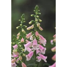 Digitalis purpurea Hanabee Pink - Gyűszűvirág Cs19