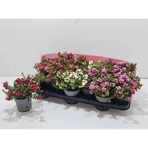 Mirtuszhanga Gaultheria mucronata CS15