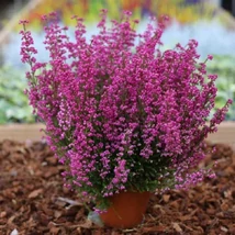 Erica carnea - Alpesi hanga CS13