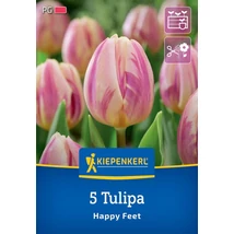 Kiepenkerl Tulipa Happy Feet virágú tulipán virághagymák 5db