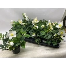 Helleborus Happy DayKeleti hunyor Cs12