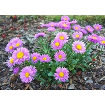 Aster alpinus Happy End - Havasi őszirózsa CS9