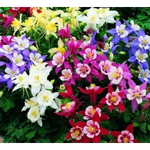 Aquilegia Biedermeier - Harangláb színkeverék Cs9